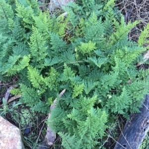 Cheilanthes austrotenuifolia at Majura, ACT - 6 Jun 2020 10:44 PM