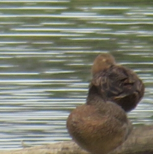 Stictonetta naevosa at Fyshwick, ACT - 5 Feb 2020