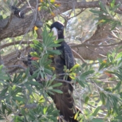 Zanda funerea (Yellow-tailed Black-Cockatoo) at Curtin, ACT - 3 Feb 2019 by tom.tomward@gmail.com
