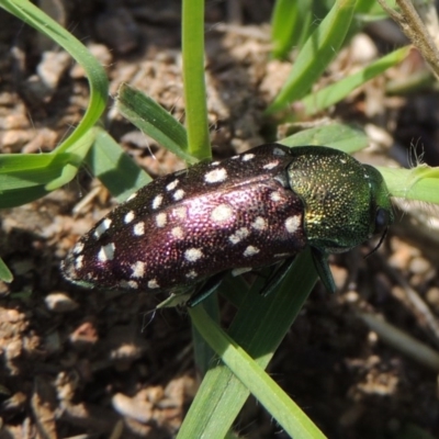 Diphucrania leucosticta (White-flecked acacia jewel beetle) at Tuggeranong DC, ACT - 18 Feb 2020 by michaelb