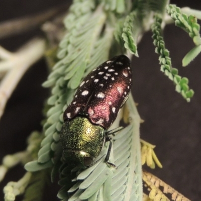 Diphucrania leucosticta (White-flecked acacia jewel beetle) at Paddys River, ACT - 9 Mar 2017 by MichaelBedingfield