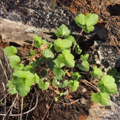 Pelargonium australe (Austral Stork's-bill) at Bullen Range - 20 Feb 2020 by michaelb