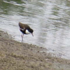 Erythrogonys cinctus (Red-kneed Dotterel) at Fyshwick, ACT - 5 Feb 2019 by BenW