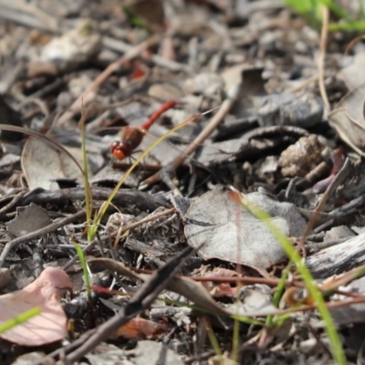 Diplacodes bipunctata (Wandering Percher) at Cook, ACT - 7 Jun 2020 by Tammy