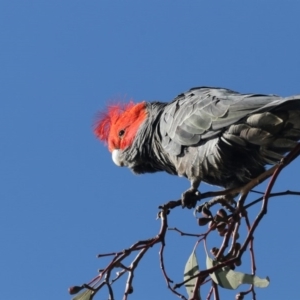 Callocephalon fimbriatum at Fyshwick, ACT - 6 Jun 2020