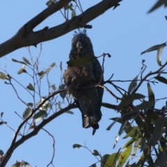 Callocephalon fimbriatum at Fyshwick, ACT - 6 Jun 2020