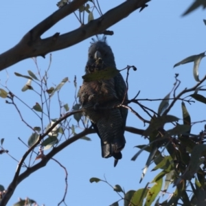 Callocephalon fimbriatum at Fyshwick, ACT - suppressed