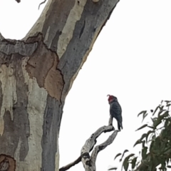 Callocephalon fimbriatum (Gang-gang Cockatoo) at Cooleman Ridge - 7 Jun 2020 by redsnow