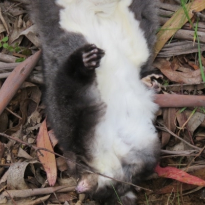 Petauroides volans (Southern Greater Glider) at Cotter River, ACT - 7 Jun 2020 by SandraH