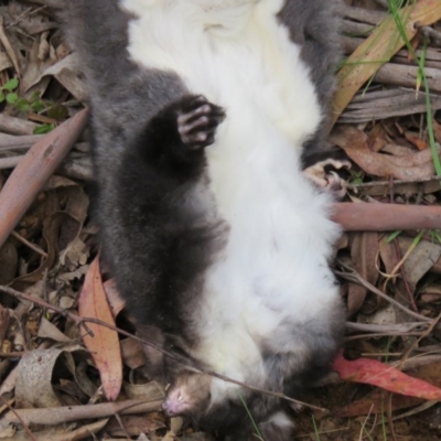 Petauroides volans (Greater Glider) at Cotter River, ACT - 6 Jun 2020 by SandraH