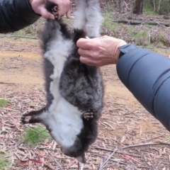 Petauroides volans at Cotter River, ACT - suppressed