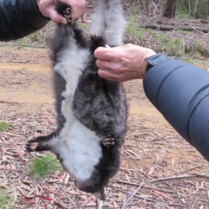 Petauroides volans at Cotter River, ACT - 7 Jun 2020