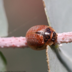 Paropsisterna m-fuscum (Eucalyptus Leaf Beetle) at Latham, ACT - 6 Jun 2020 by Roger