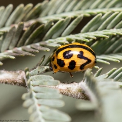 Peltoschema oceanica (Oceanica leaf beetle) at Latham, ACT - 6 Jun 2020 by Roger