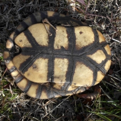 Chelodina longicollis (Eastern Long-necked Turtle) at Majura, ACT - 7 Jun 2020 by SilkeSma