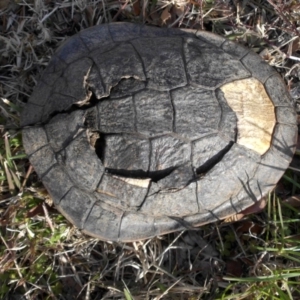 Chelodina longicollis at Majura, ACT - 7 Jun 2020