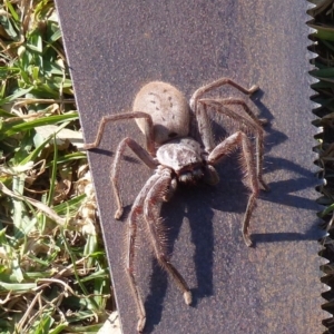 Sparassidae (family) at Black Range, NSW - 7 Jun 2020