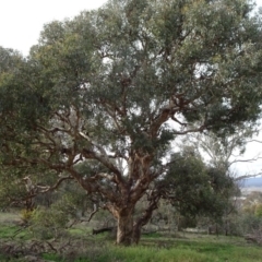 Eucalyptus melliodora (Yellow Box) at Campbell, ACT - 6 Jun 2020 by JanetRussell