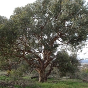 Eucalyptus melliodora at Mount Ainslie to Black Mountain - 7 Jun 2020 06:58 AM