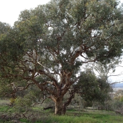 Eucalyptus melliodora (Yellow Box) at Mount Pleasant - 6 Jun 2020 by JanetRussell