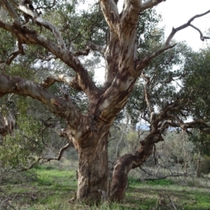 Eucalyptus melliodora at Mount Ainslie to Black Mountain - 7 Jun 2020