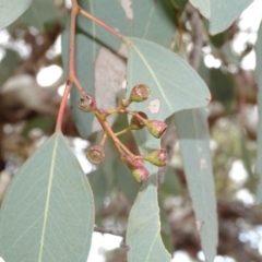 Eucalyptus melliodora at Mount Ainslie to Black Mountain - 7 Jun 2020 06:58 AM