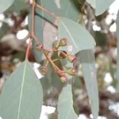 Eucalyptus melliodora at Campbell, ACT - 7 Jun 2020