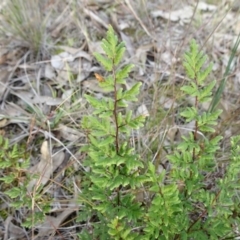 Cheilanthes sieberi subsp. sieberi (Narrow Rock Fern) at Campbell, ACT - 7 Jun 2020 by JanetRussell