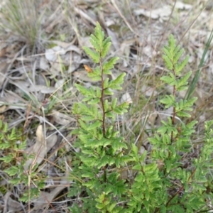 Cheilanthes sieberi subsp. sieberi at Campbell, ACT - 7 Jun 2020