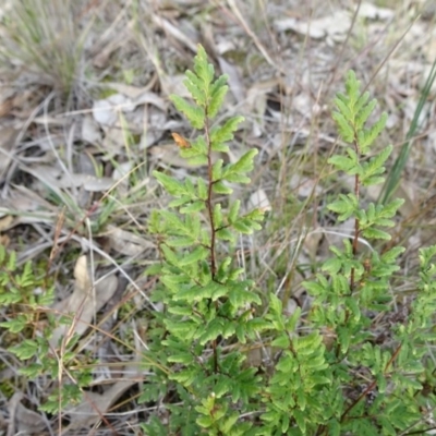 Cheilanthes sieberi subsp. sieberi (Narrow Rock Fern) at Mount Pleasant - 7 Jun 2020 by JanetRussell