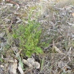 Cheilanthes sieberi subsp. sieberi at Campbell, ACT - 7 Jun 2020