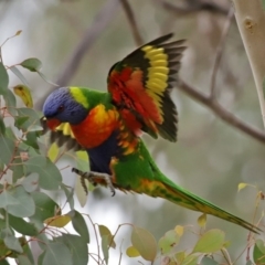 Trichoglossus moluccanus (Rainbow Lorikeet) at Macarthur, ACT - 7 Jun 2020 by RodDeb