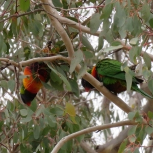 Trichoglossus moluccanus at Macarthur, ACT - 7 Jun 2020 12:40 PM