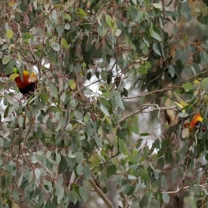 Trichoglossus moluccanus at Macarthur, ACT - 7 Jun 2020 12:40 PM