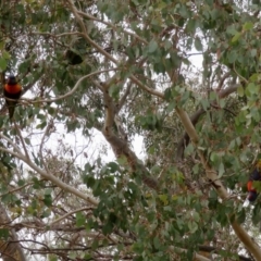 Trichoglossus moluccanus at Macarthur, ACT - 7 Jun 2020 12:40 PM