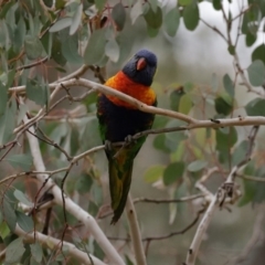 Trichoglossus moluccanus at Macarthur, ACT - 7 Jun 2020 12:40 PM