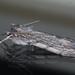 Chlenias banksiaria group at Ainslie, ACT - 7 Jun 2020