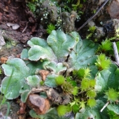 Riccia sp. (genus) (Liverwort) at Campbell, ACT - 7 Jun 2020 by JanetRussell