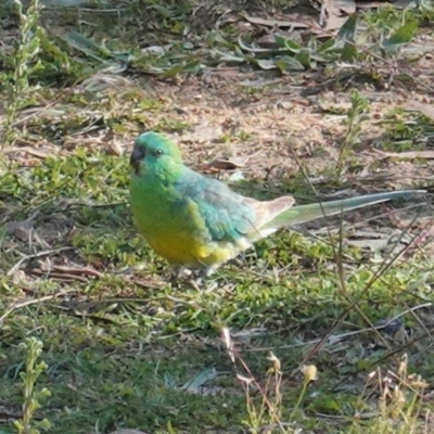 Psephotus haematonotus (Red-rumped Parrot) at Deakin, ACT - 6 Jun 2020 by JackyF