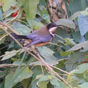 Acanthorhynchus tenuirostris at Hughes, ACT - 6 Jun 2020 12:18 PM