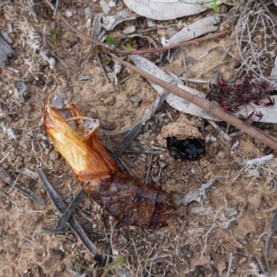 Hepialidae (family) (Unidentified Swift or Ghost Moth) at Red Hill Nature Reserve - 7 Jun 2020 by JackyF