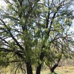 Exocarpos cupressiformis (Cherry Ballart) at Red Hill, ACT - 3 Jun 2020 by JackyF