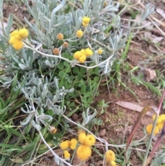 Chrysocephalum apiculatum (Common Everlasting) at Yarralumla, ACT - 21 Apr 2020 by HiHoSilver