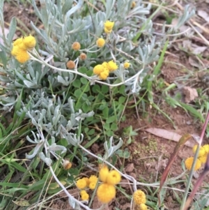 Chrysocephalum apiculatum at Yarralumla, ACT - 21 Apr 2020 05:27 PM