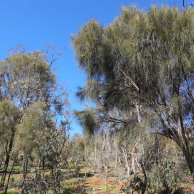 Allocasuarina verticillata (Drooping Sheoak) at Deakin, ACT - 3 Jun 2020 by JackyF