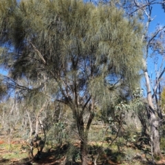 Allocasuarina verticillata at Deakin, ACT - 3 Jun 2020