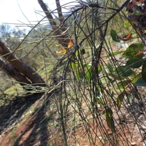 Allocasuarina verticillata at Deakin, ACT - 3 Jun 2020