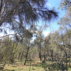 Allocasuarina verticillata at Deakin, ACT - 3 Jun 2020