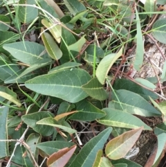 Hardenbergia violacea (False Sarsaparilla) at Watson, ACT - 7 Jun 2020 by JaneR