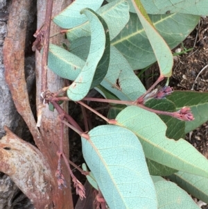 Hardenbergia violacea at Watson, ACT - 7 Jun 2020